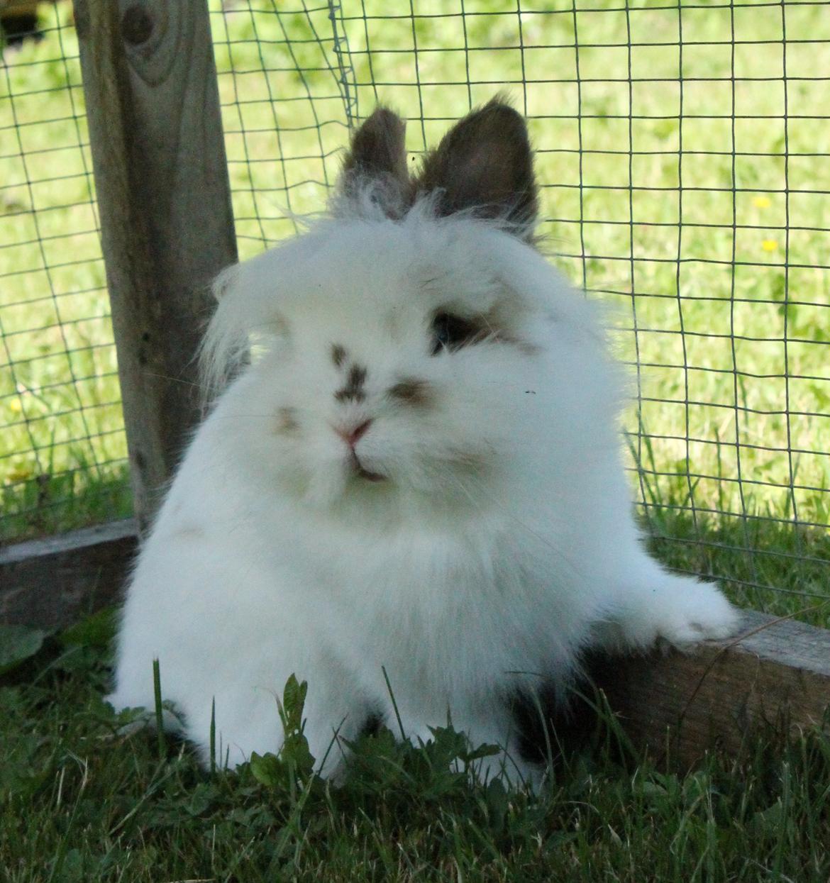 Kanin Princess Leia |Løvehoved| Solgt billede 9