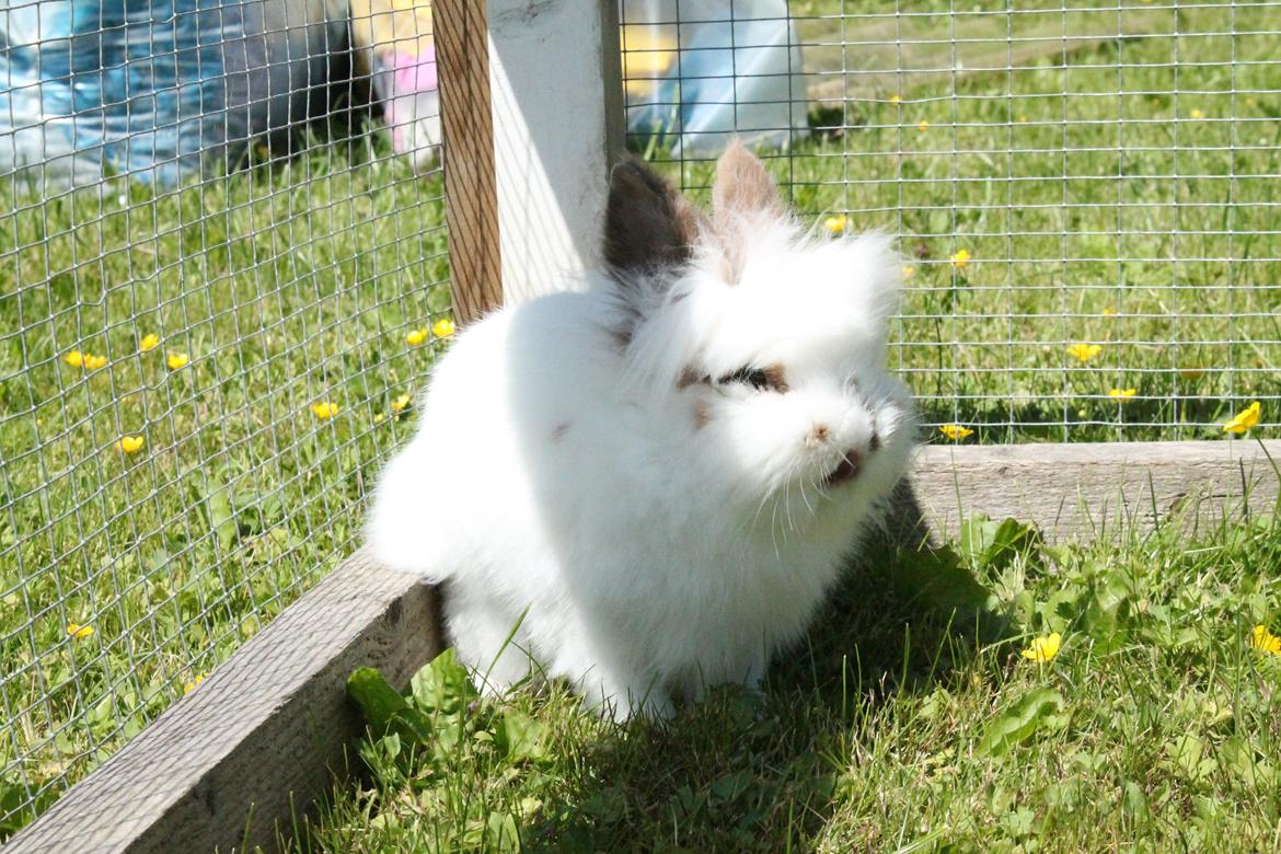 Kanin Princess Leia |Løvehoved| Solgt billede 16