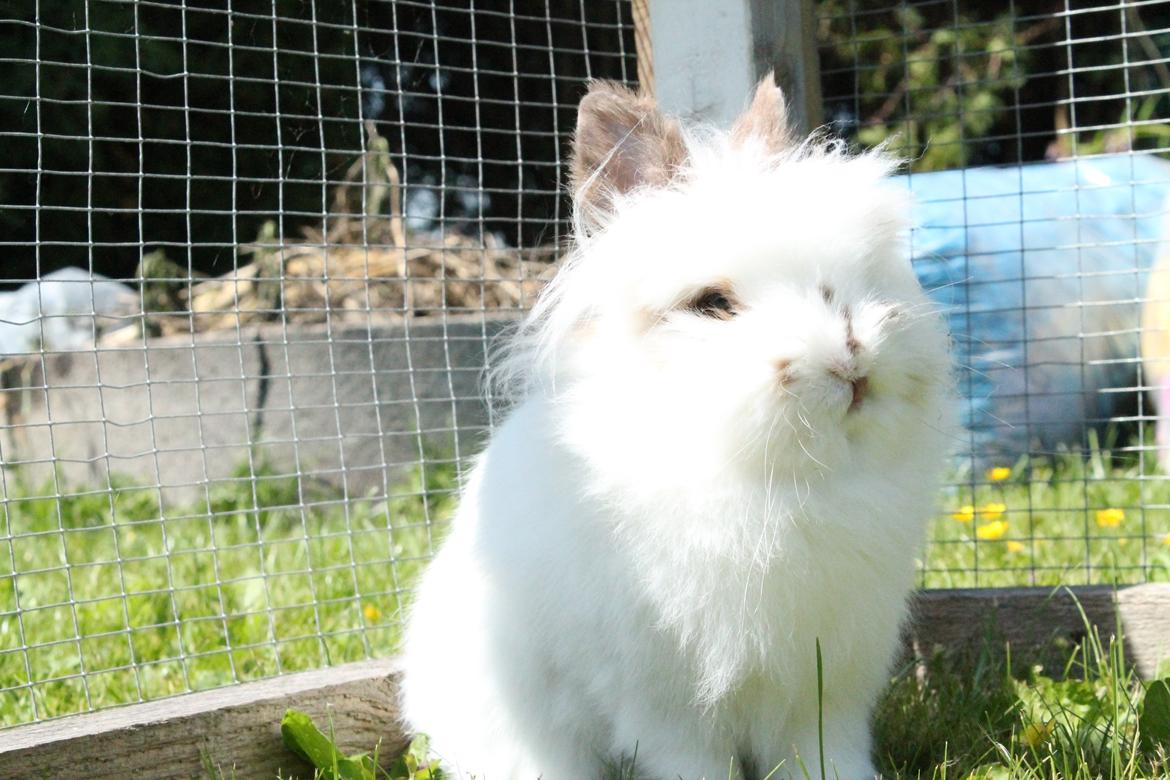 Kanin Princess Leia |Løvehoved| Solgt billede 1