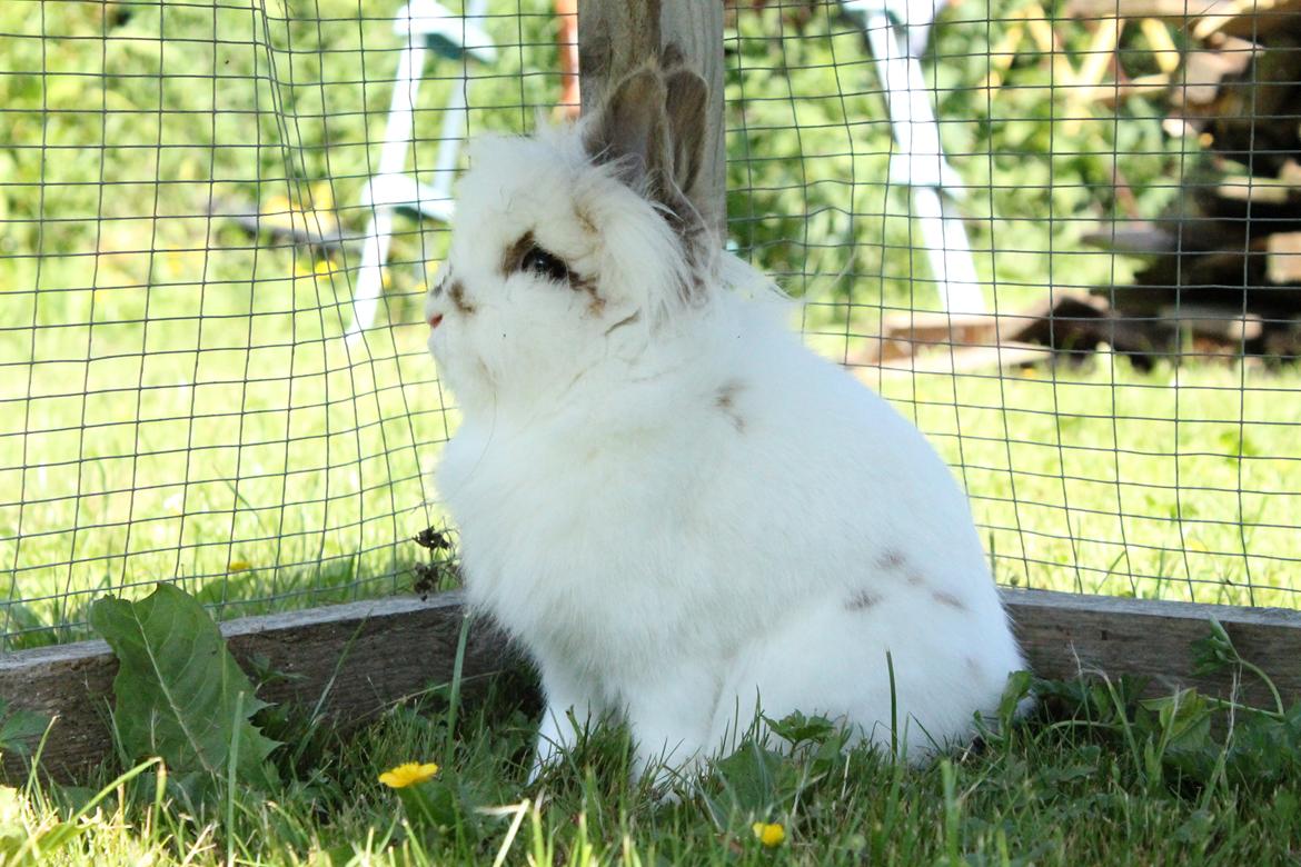 Kanin Princess Leia |Løvehoved| Solgt billede 17