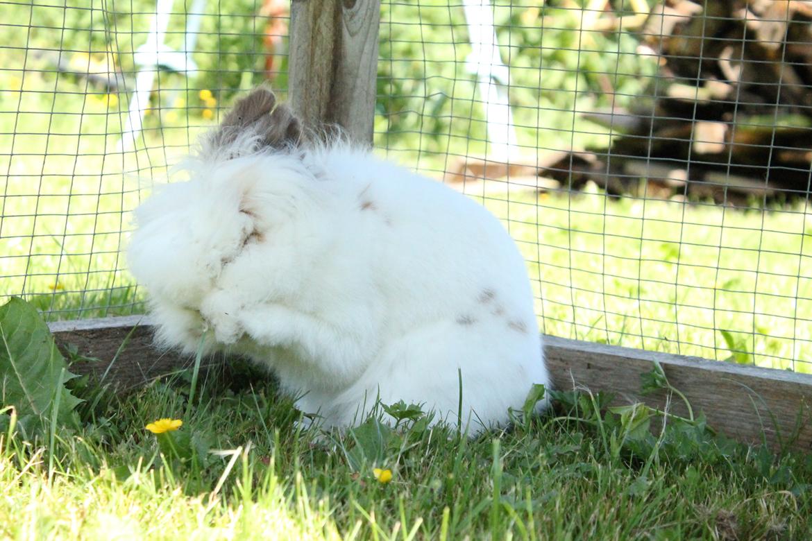 Kanin Princess Leia |Løvehoved| Solgt billede 6