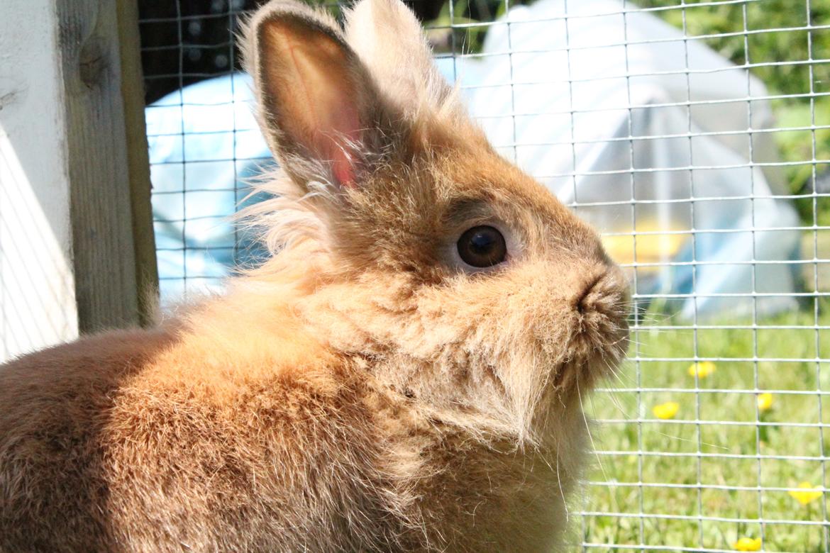 Kanin Gloria |Løvehoved| Solgt billede 13