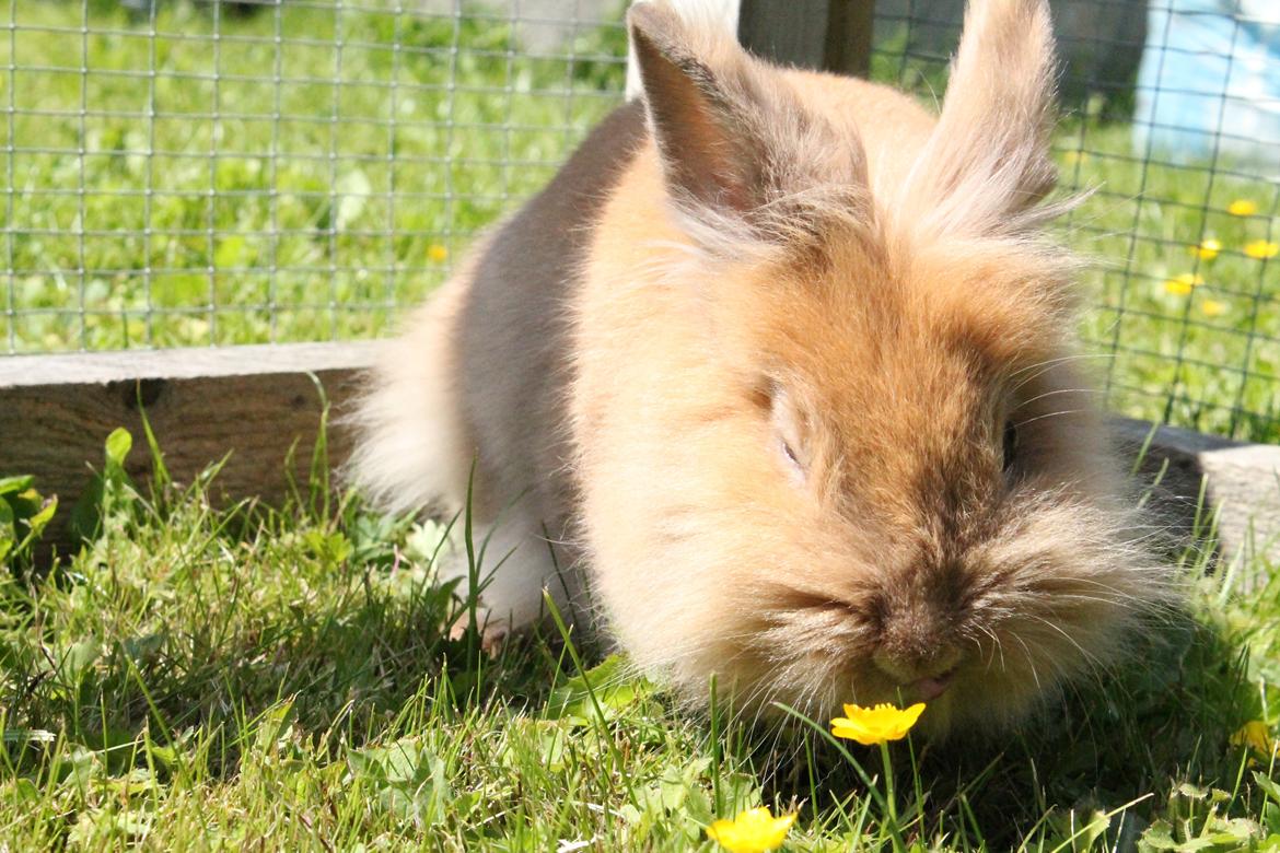 Kanin Gloria |Løvehoved| Solgt billede 14