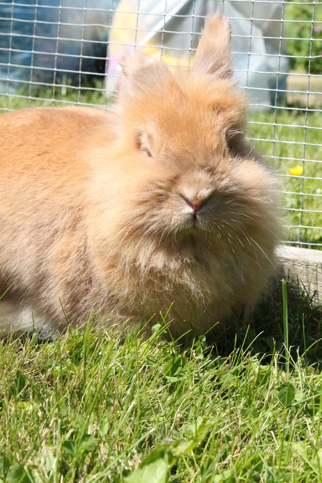 Kanin Gloria |Løvehoved| Solgt billede 15