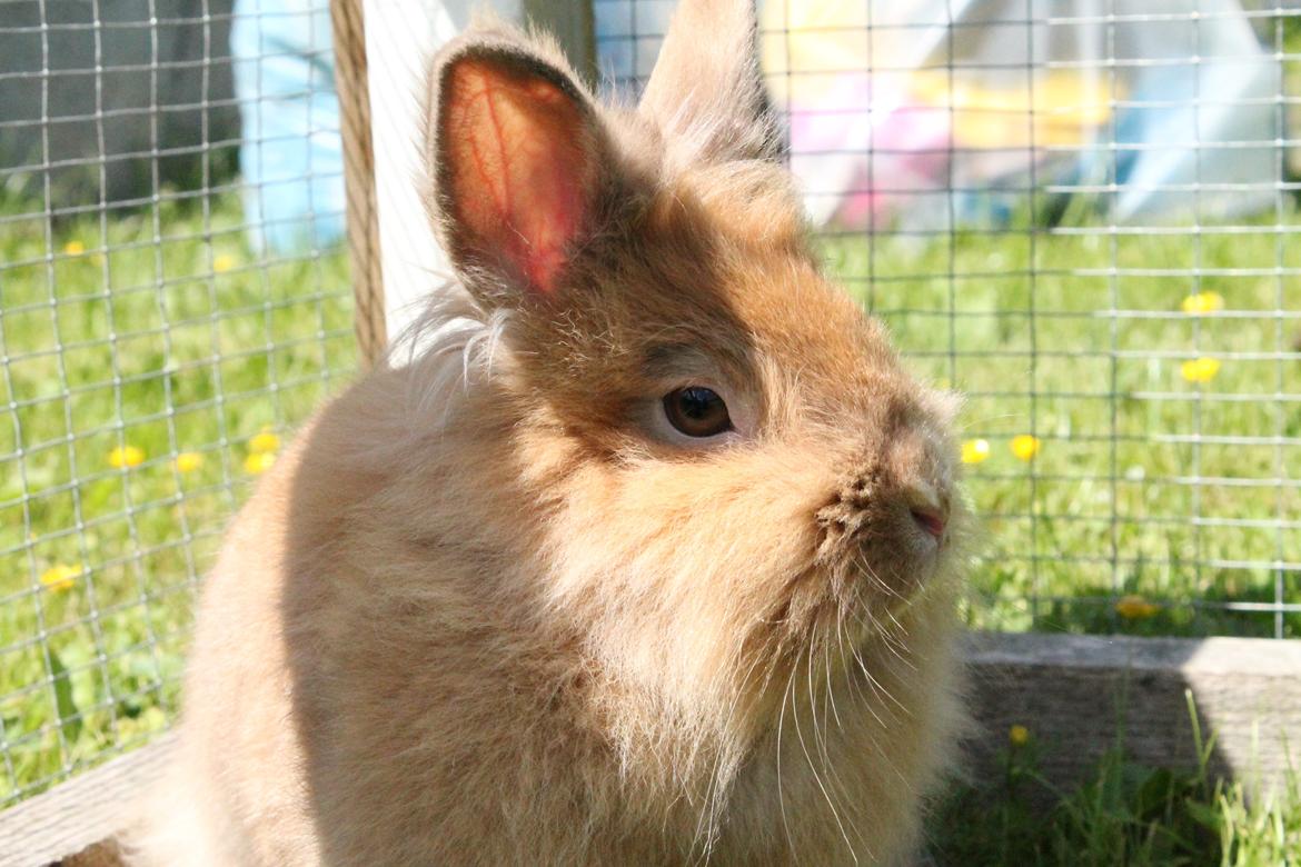 Kanin Gloria |Løvehoved| Solgt billede 5