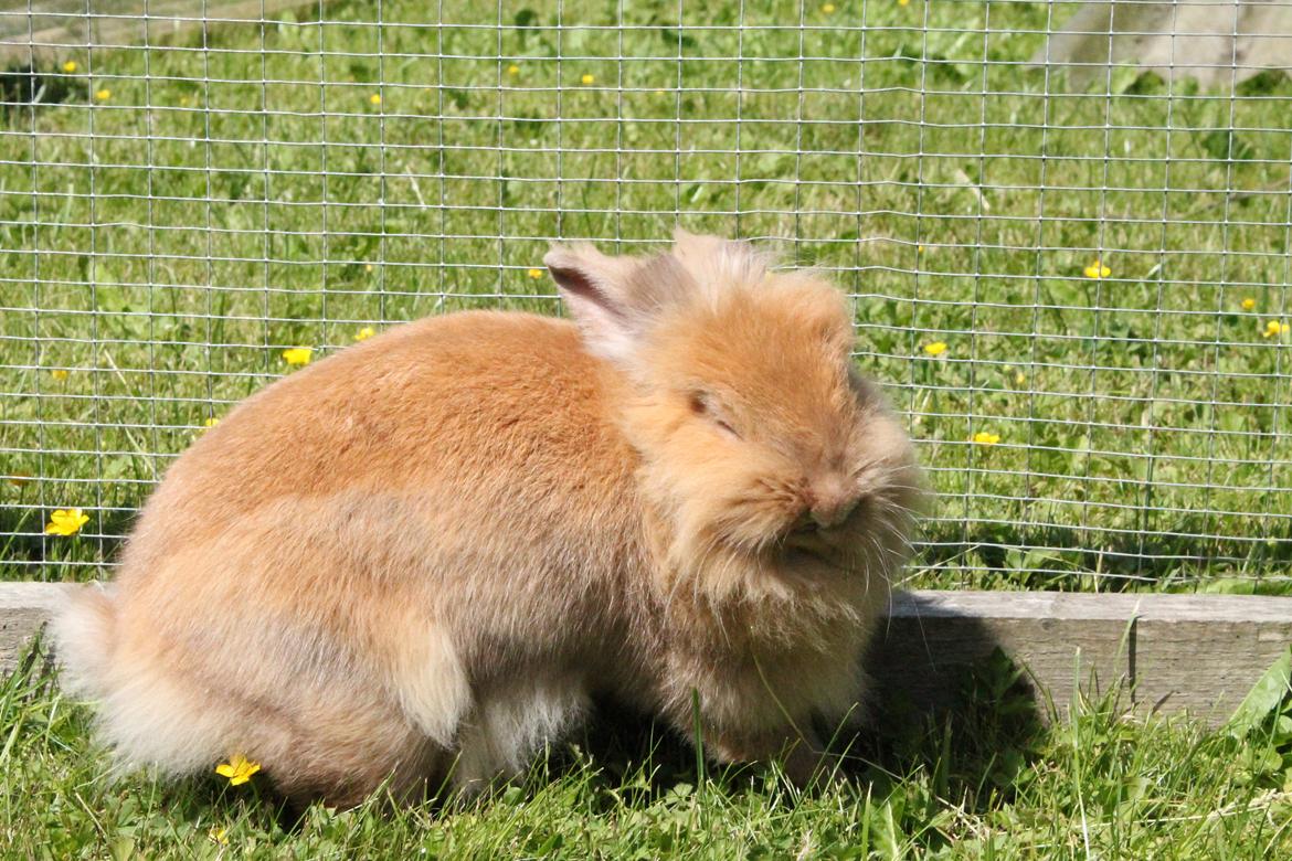 Kanin Gloria |Løvehoved| Solgt billede 3