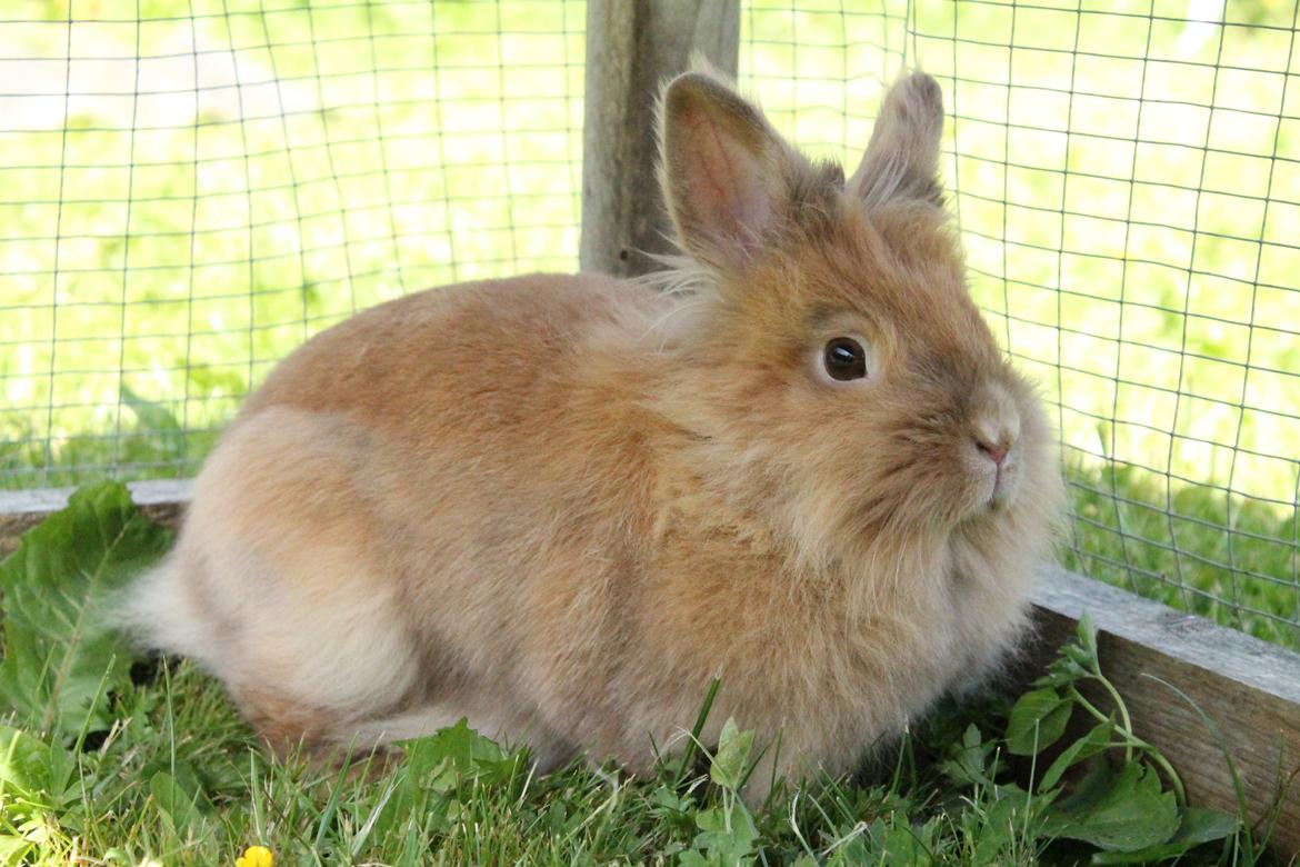 Kanin Gloria |Løvehoved| Solgt billede 11