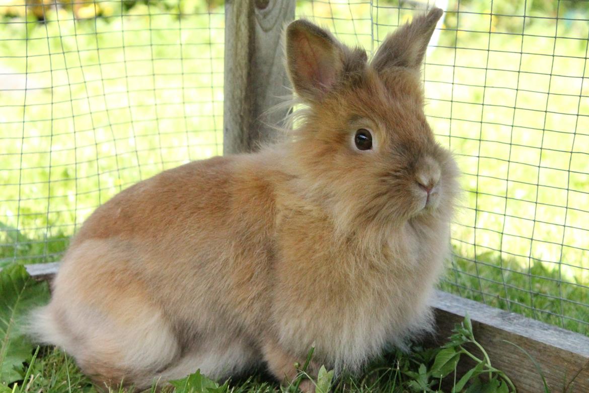 Kanin Gloria |Løvehoved| Solgt billede 1