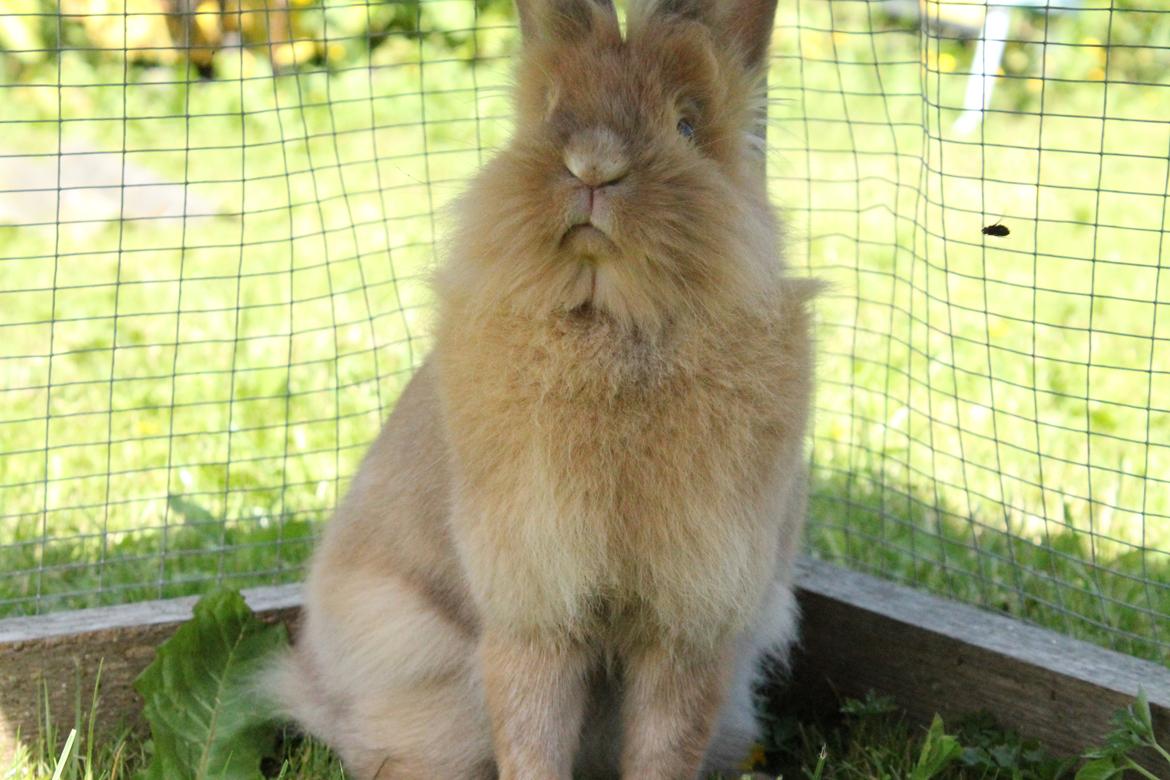 Kanin Gloria |Løvehoved| Solgt billede 9