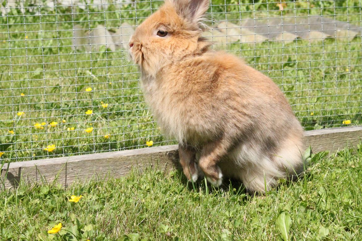 Kanin Gloria |Løvehoved| Solgt billede 7