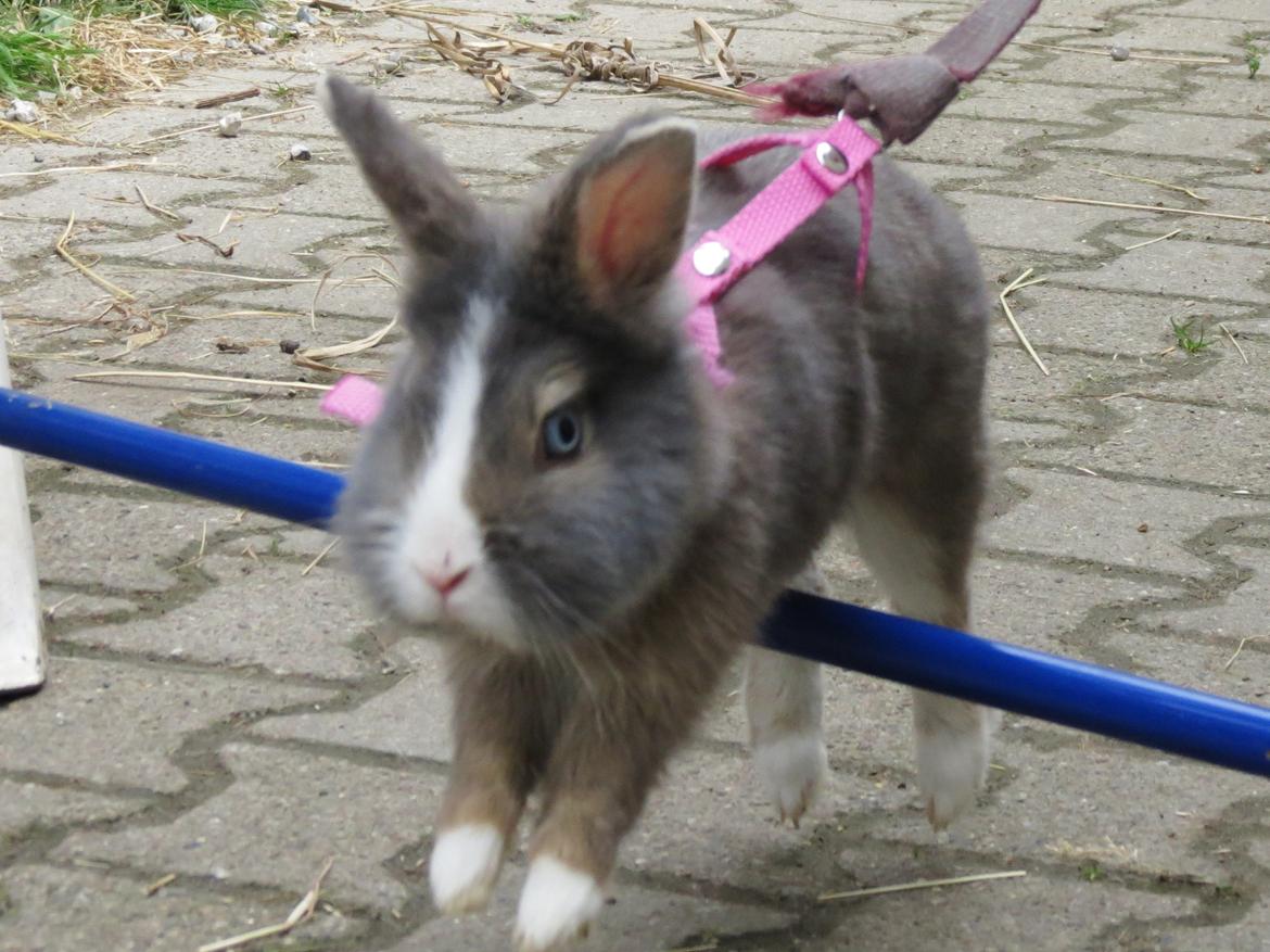 Kanin Pebbles *Pebbly* billede 15