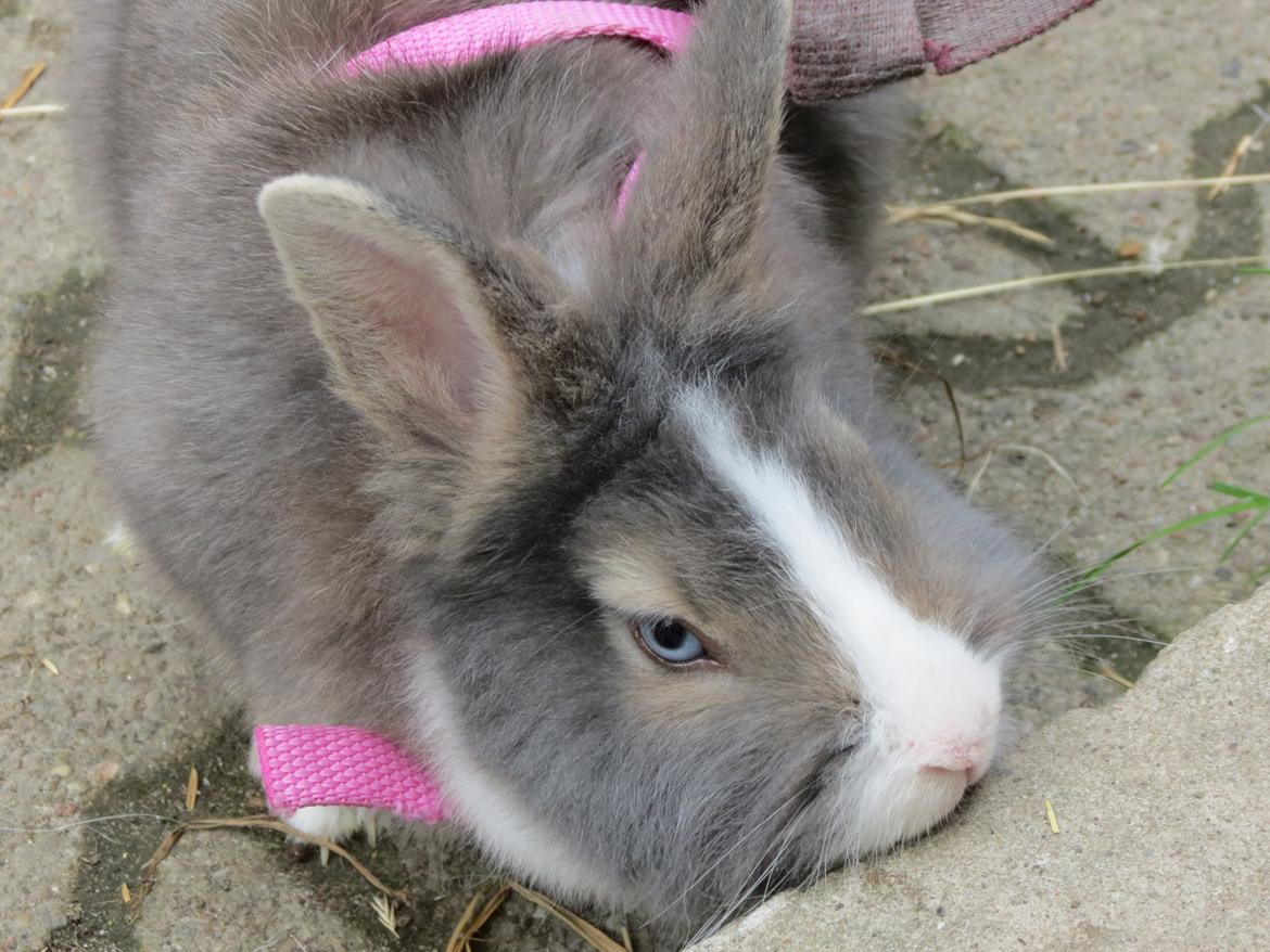 Kanin Pebbles *Pebbly* billede 16