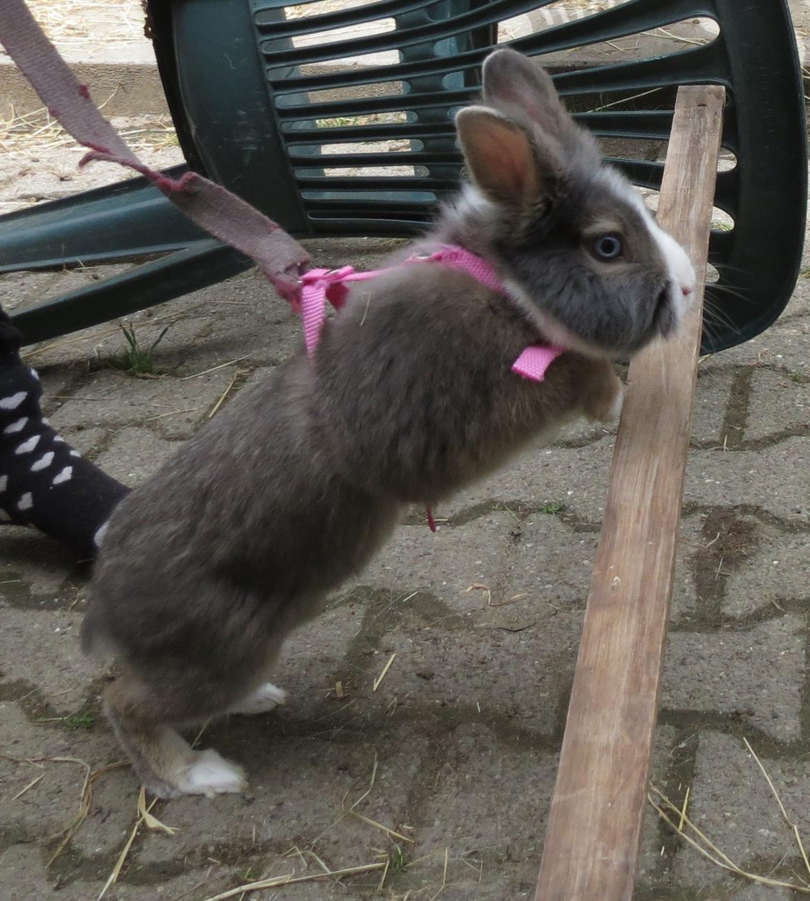 Kanin Pebbles *Pebbly* billede 17