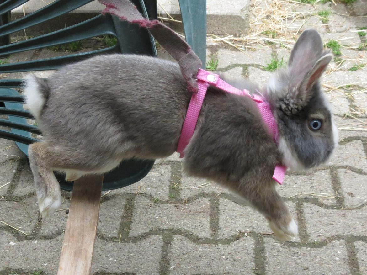 Kanin Pebbles *Pebbly* billede 18