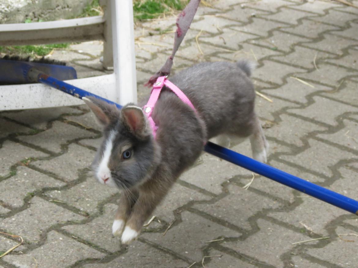 Kanin Pebbles *Pebbly* billede 19