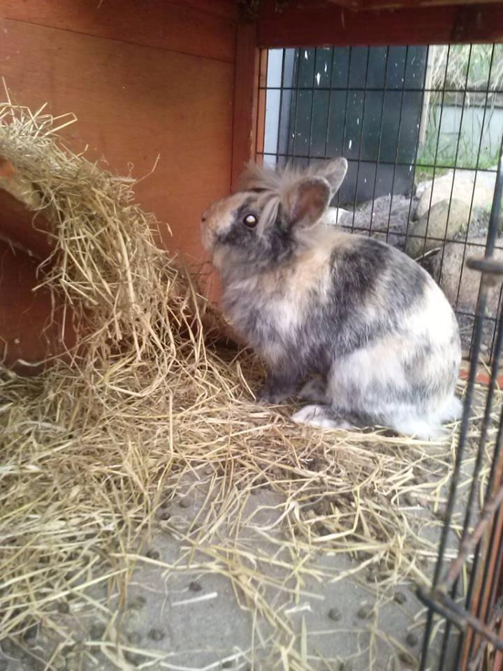 Kanin Misty *endnu en stjerne i himlen:'( * billede 6