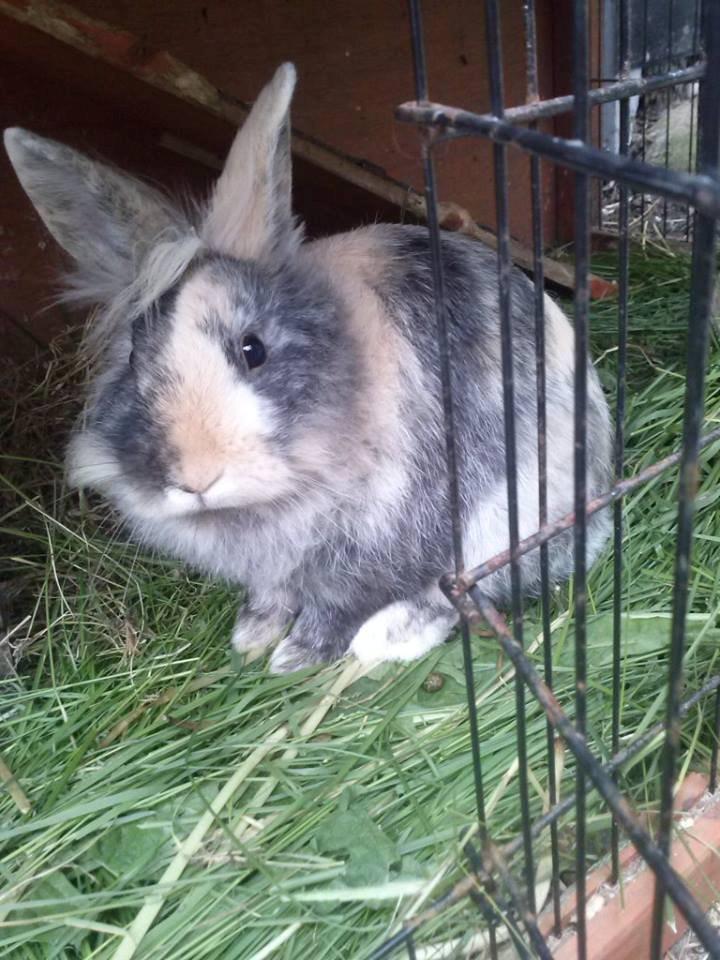 Kanin Misty *endnu en stjerne i himlen:'( * billede 7