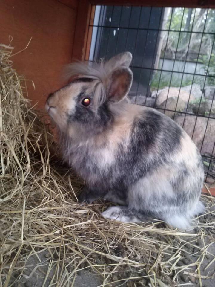 Kanin Misty *endnu en stjerne i himlen:'( * billede 8
