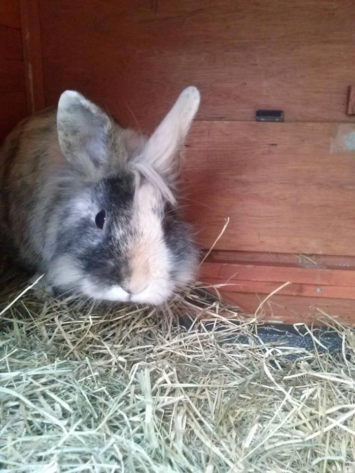 Kanin Misty *endnu en stjerne i himlen:'( * billede 9