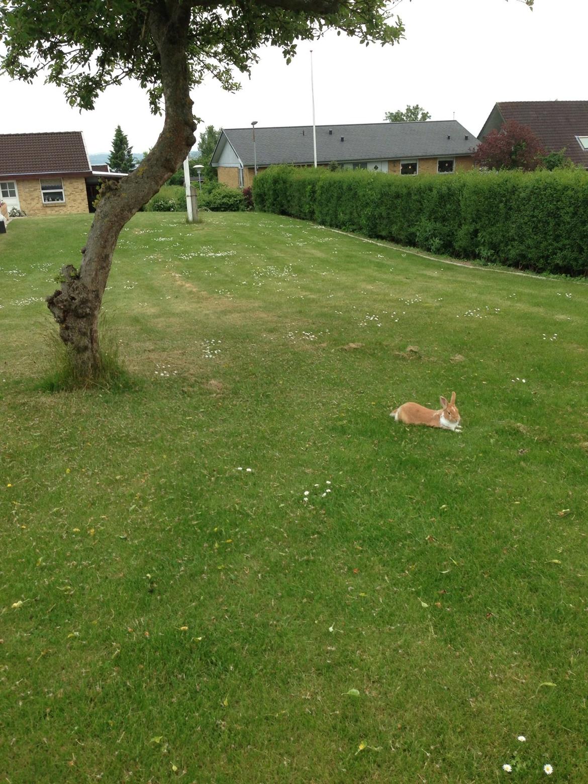 Kanin Burger <3 billede 14