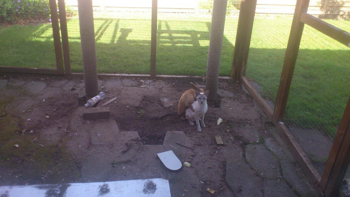 Kanin Shanka billede 11