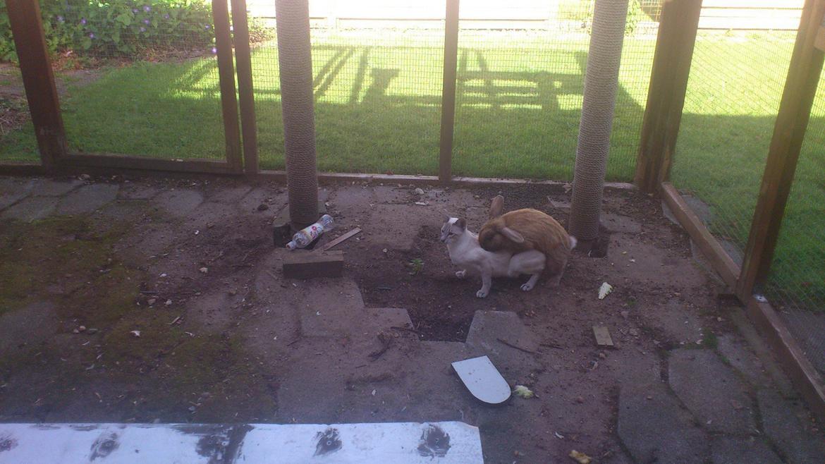 Kanin Shanka billede 12