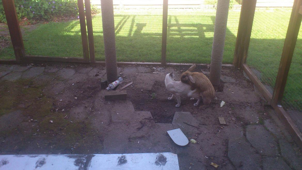 Kanin Shanka billede 13