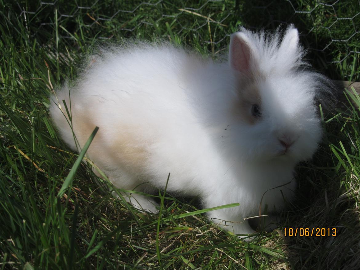 Kanin Emma von den pfotenvilla <3 - 18 juni 2013 billede 16