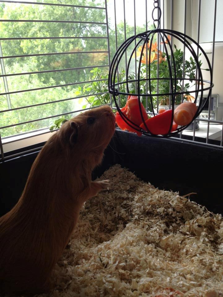 Marsvin Jerry billede 17