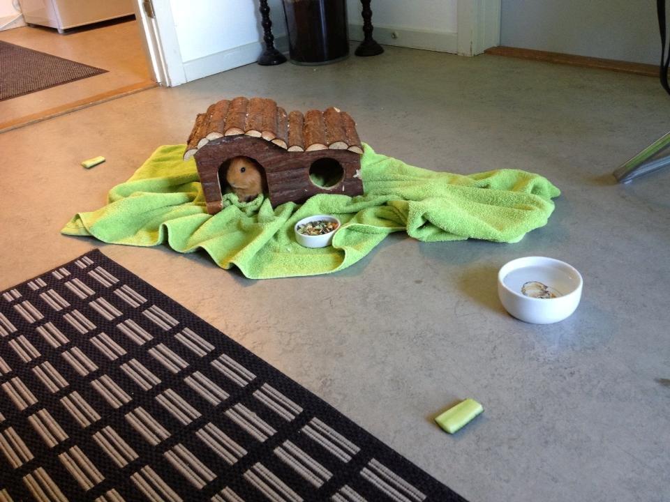 Marsvin Jerry - Hygger sig på gulvet. billede 18