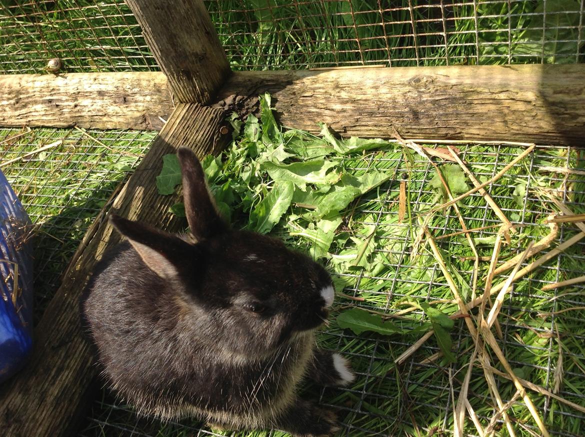 Kanin Errebos Mrs.No Name [Hermelin] billede 9