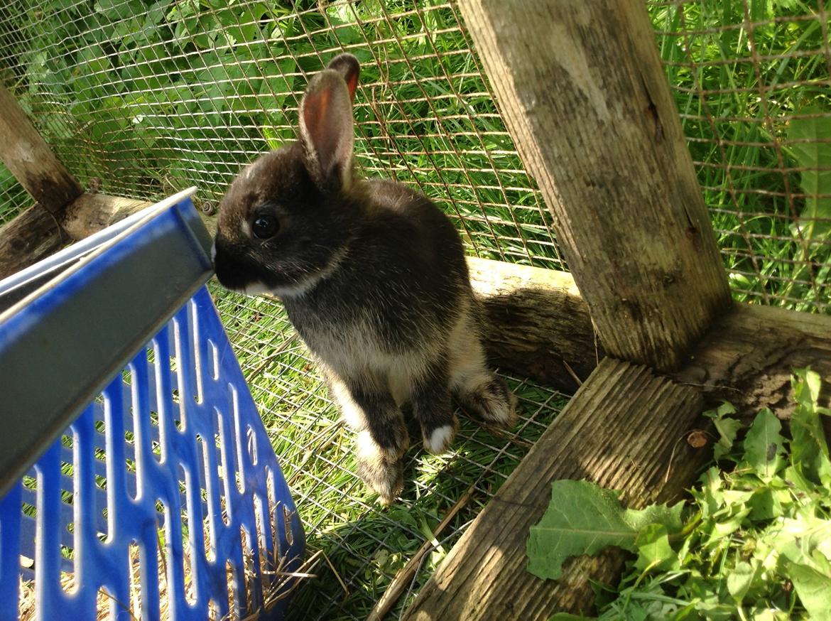 Kanin Errebos Mrs.No Name [Hermelin] billede 8