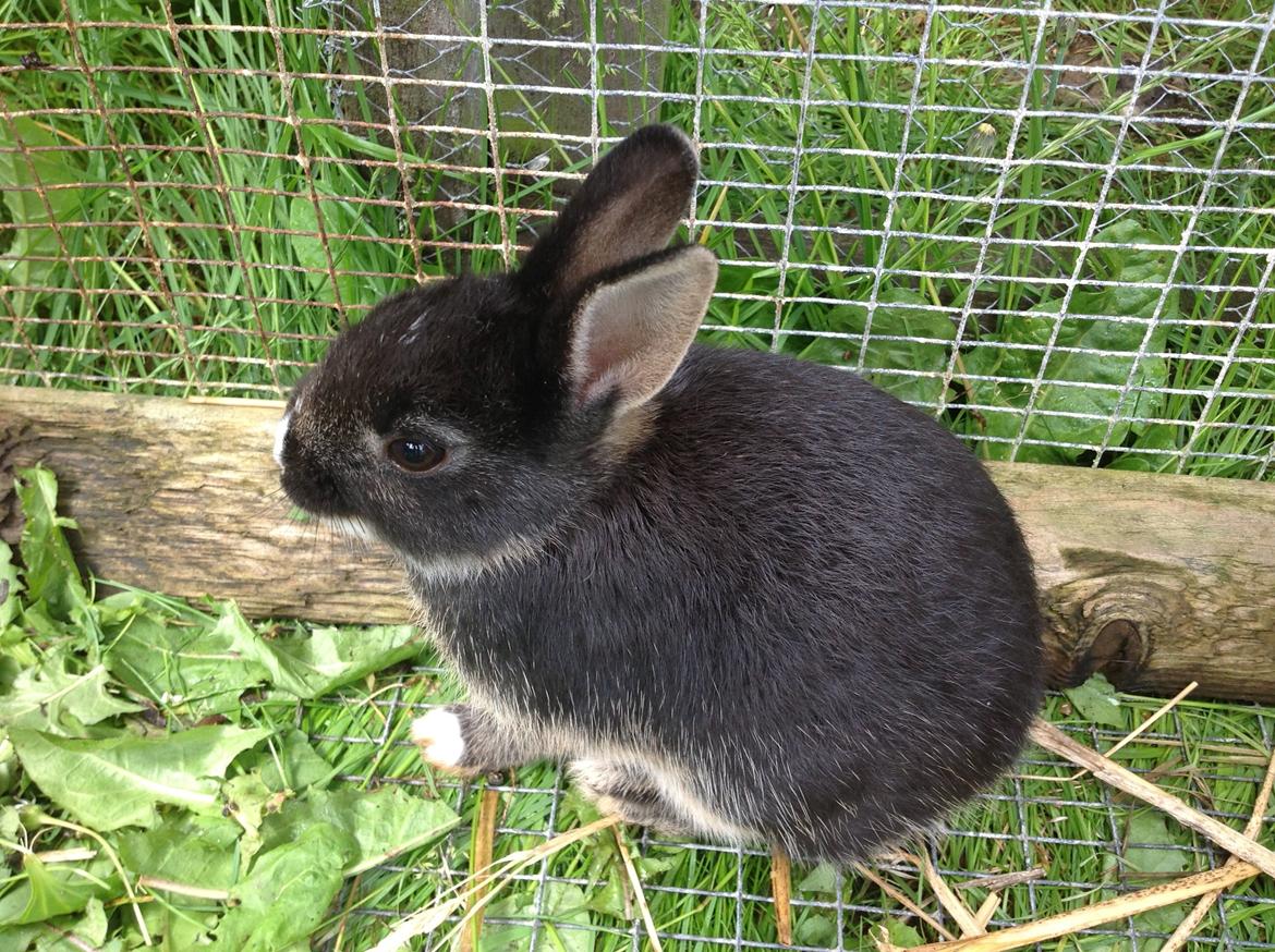 Kanin Errebos Mrs.No Name [Hermelin] billede 4