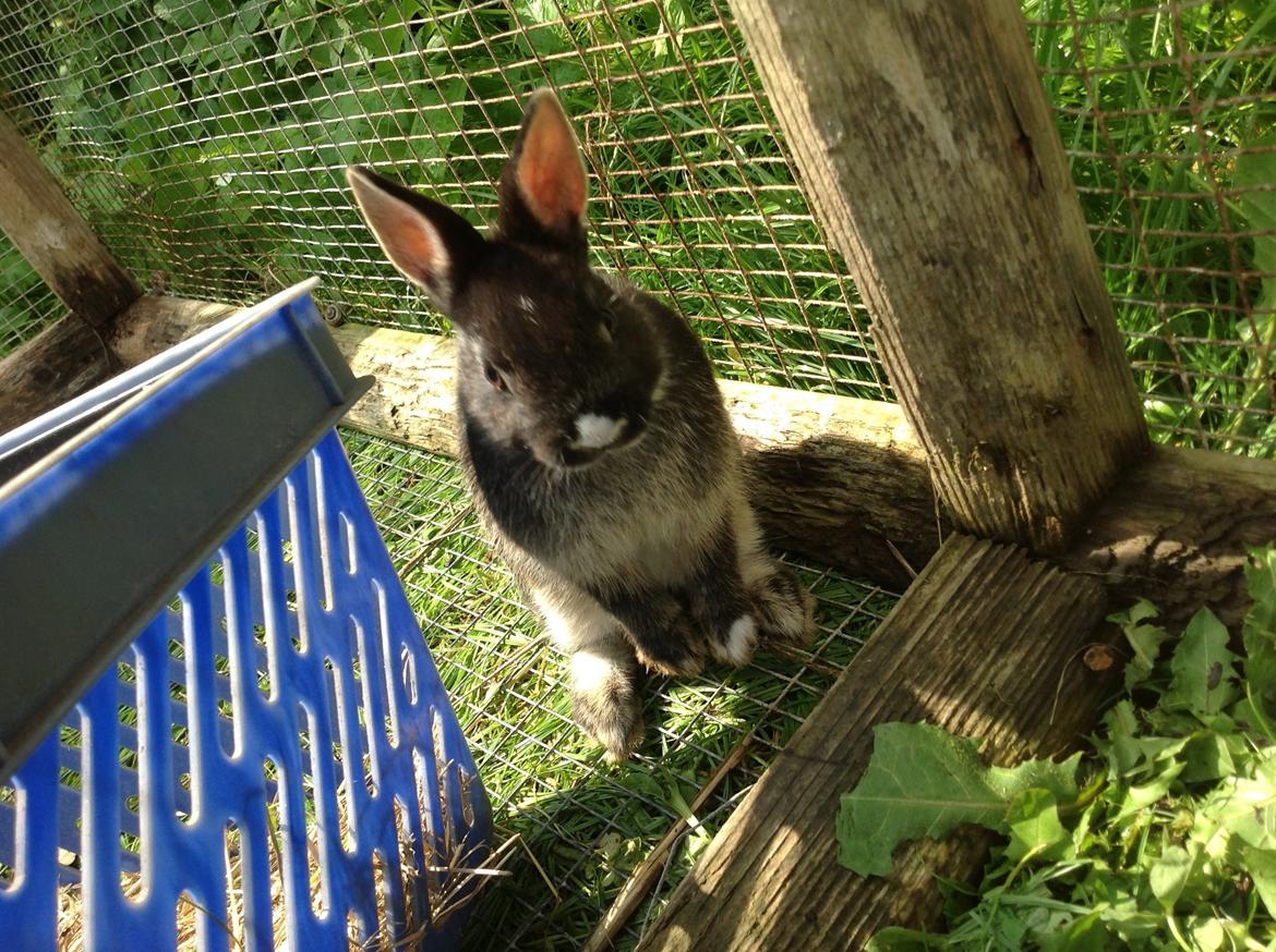 Kanin Errebos Mrs.No Name [Hermelin] billede 12