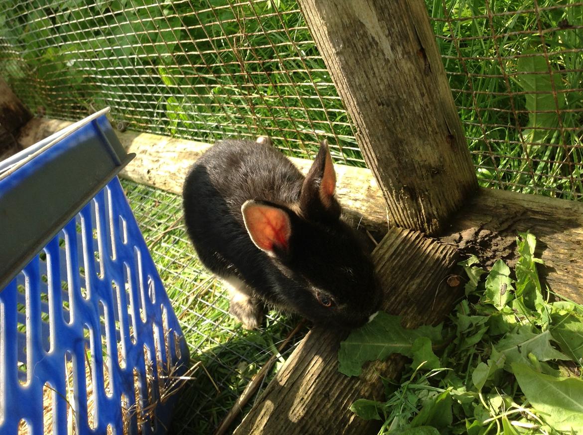 Kanin Errebos Mrs.No Name [Hermelin] billede 13