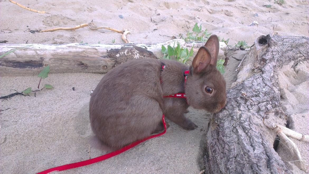 Kanin Charlie - Charlie på stranden billede 6