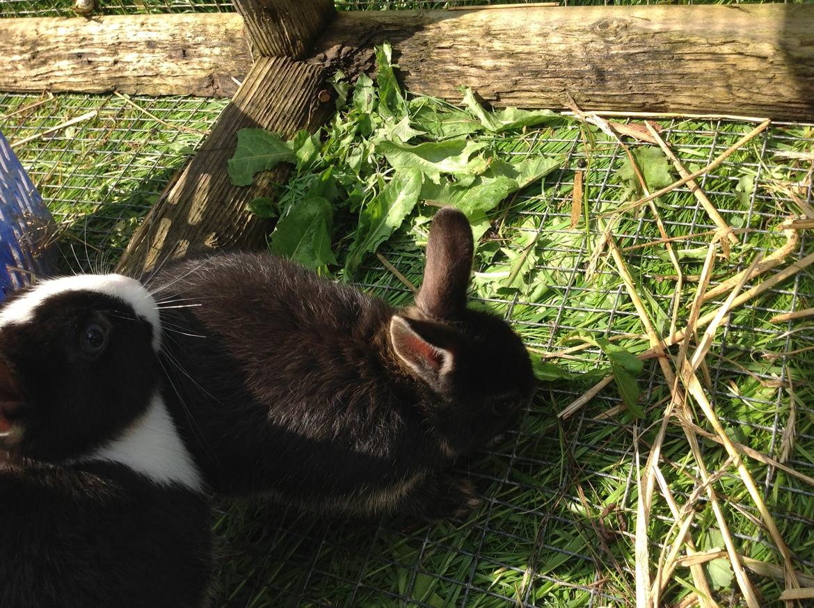 Kanin Errebos Merida [hermelin] - første dag hun er her med søster :D billede 2