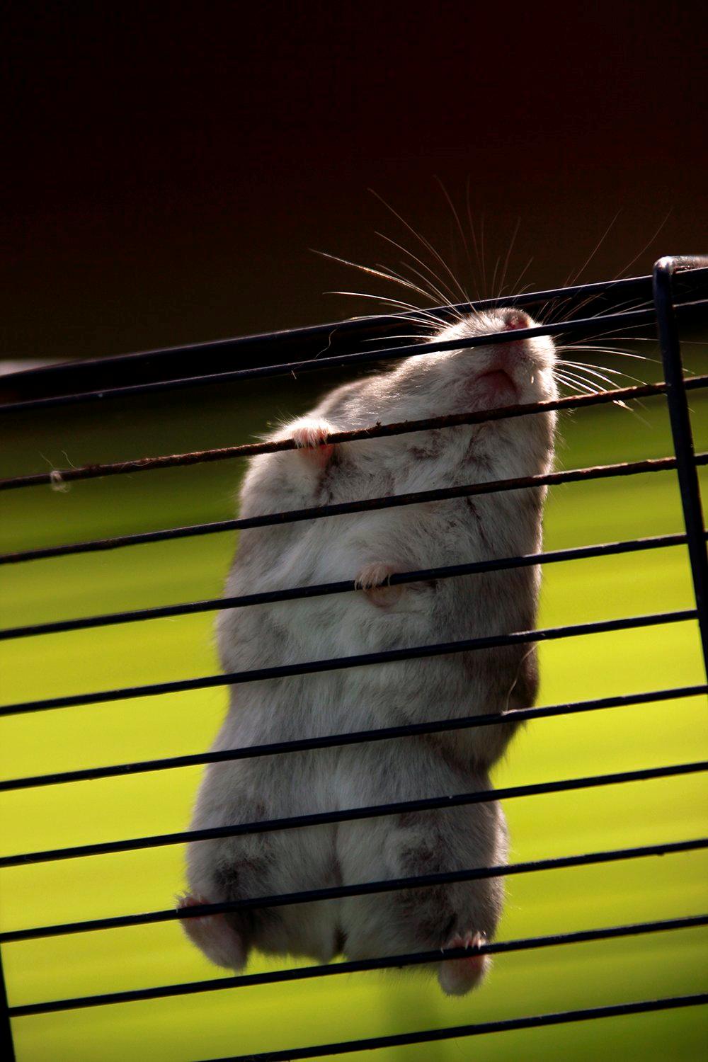 Dværghamster Nemo - Ude for første gang i sit liv! :-D billede 1