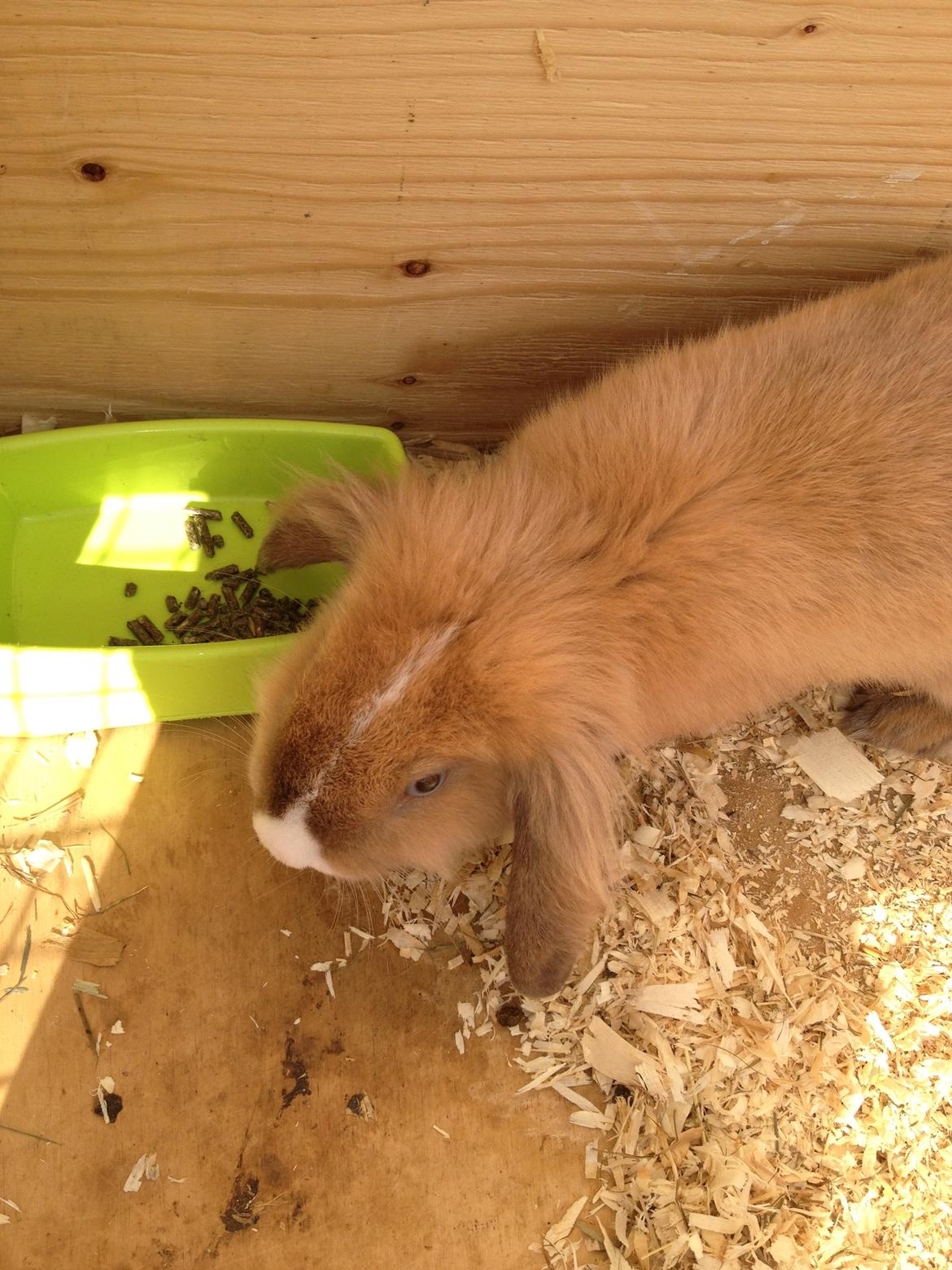 Kanin Nugga<3 R.I.P<33 billede 9