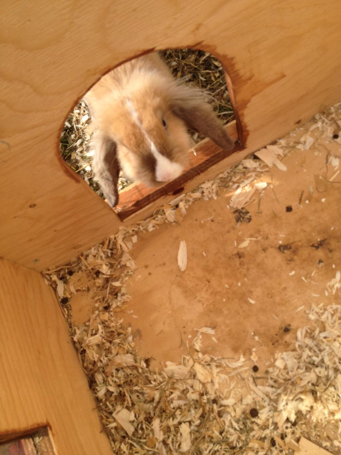 Kanin Nugga<3 R.I.P<33 billede 10