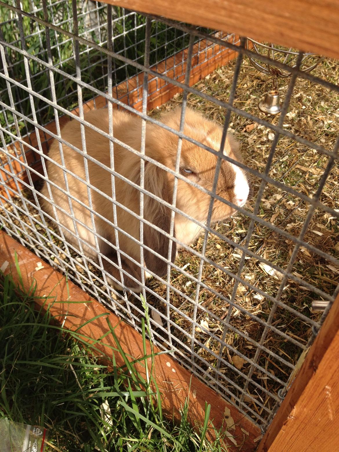 Kanin Nugga<3 R.I.P<33 billede 11