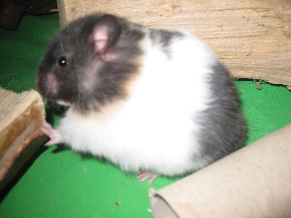 Hamster Candy Floss billede 1