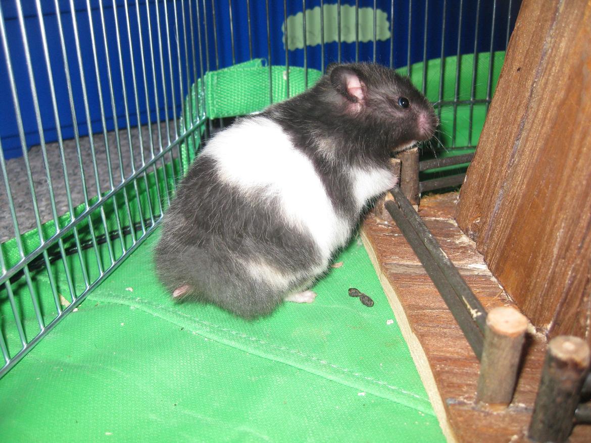 Hamster Candy Floss billede 2