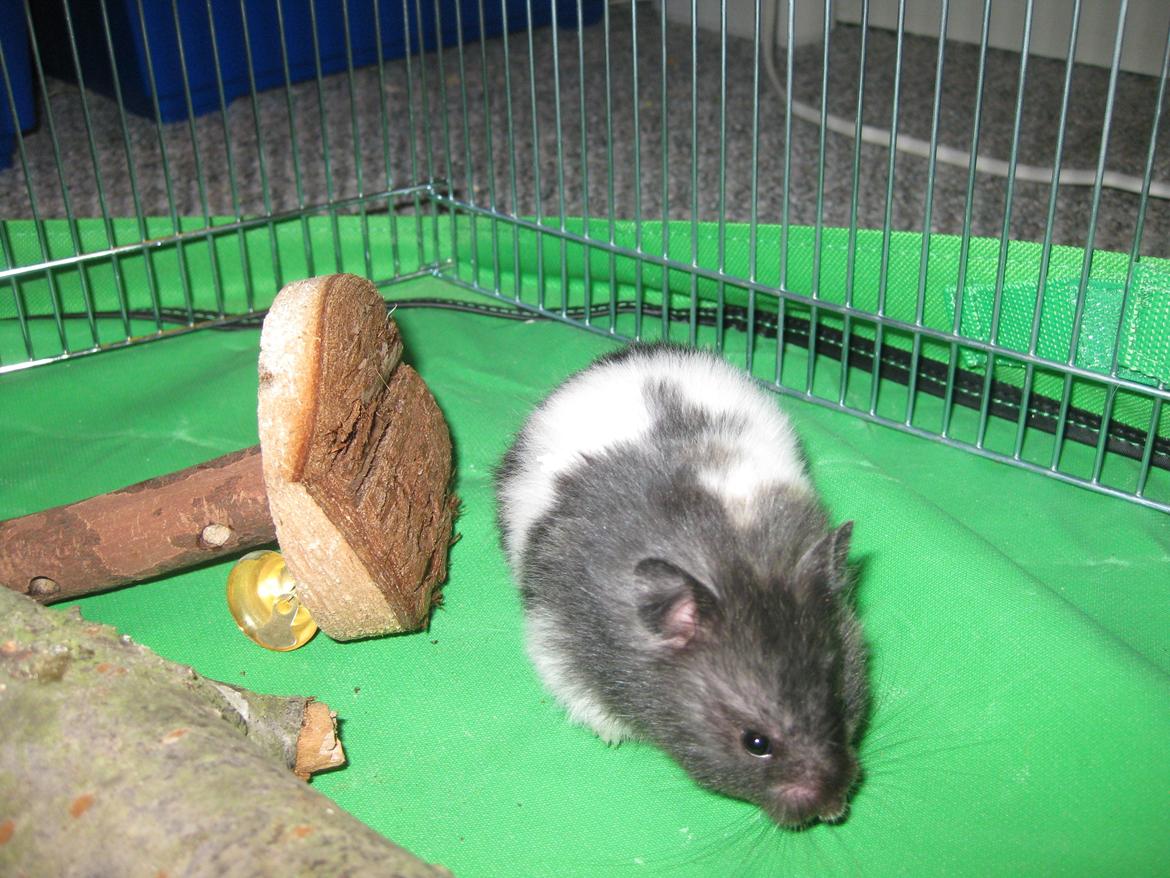 Hamster Candy Floss billede 3