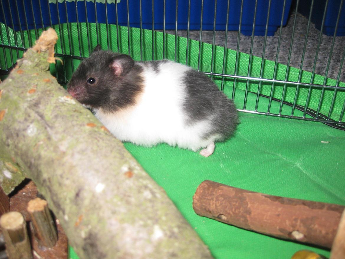 Hamster Candy Floss billede 4