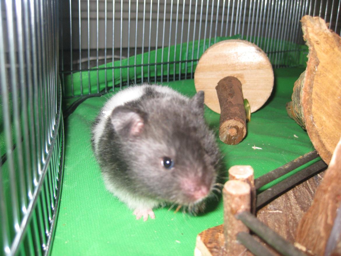 Hamster Candy Floss billede 5