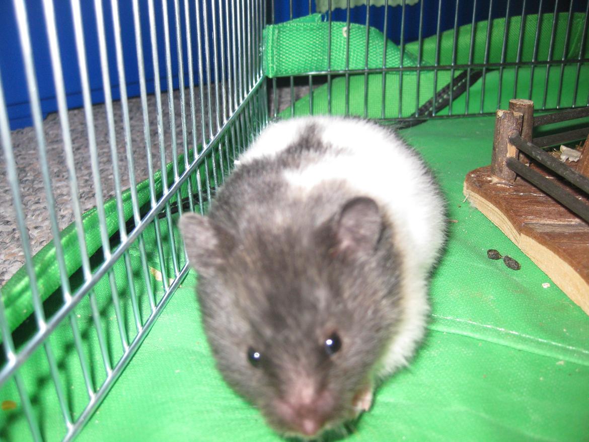 Hamster Candy Floss billede 6