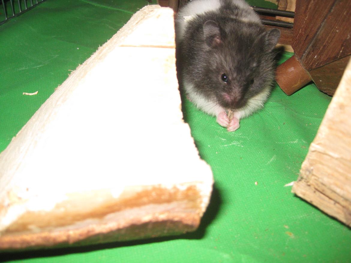 Hamster Candy Floss billede 7