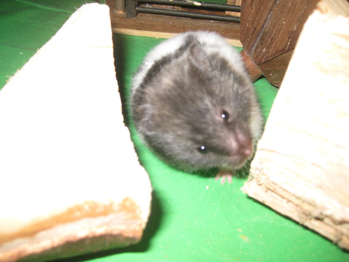 Hamster Candy Floss billede 8