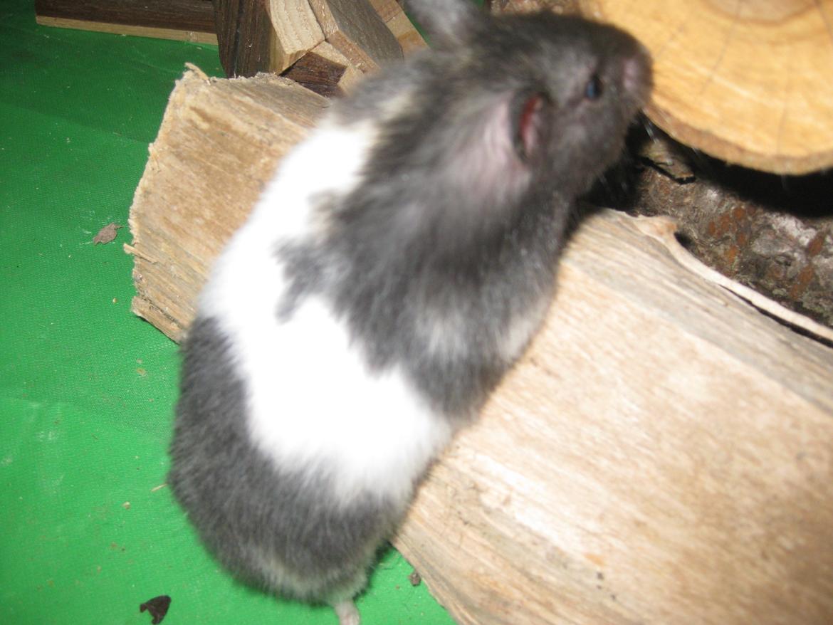 Hamster Candy Floss billede 9